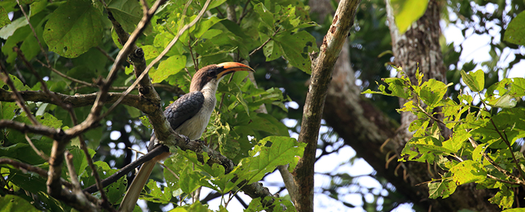 Bird watching in Sigiriya Sanctuary