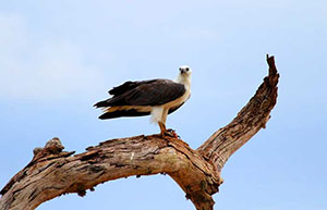 Bird Watching in sigiriya and Habarana