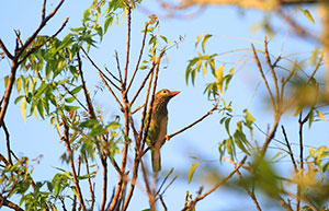 Bird Watching in sigiriya and Habarana